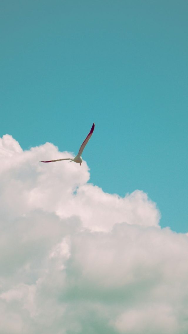 Himmel mit Möwe
