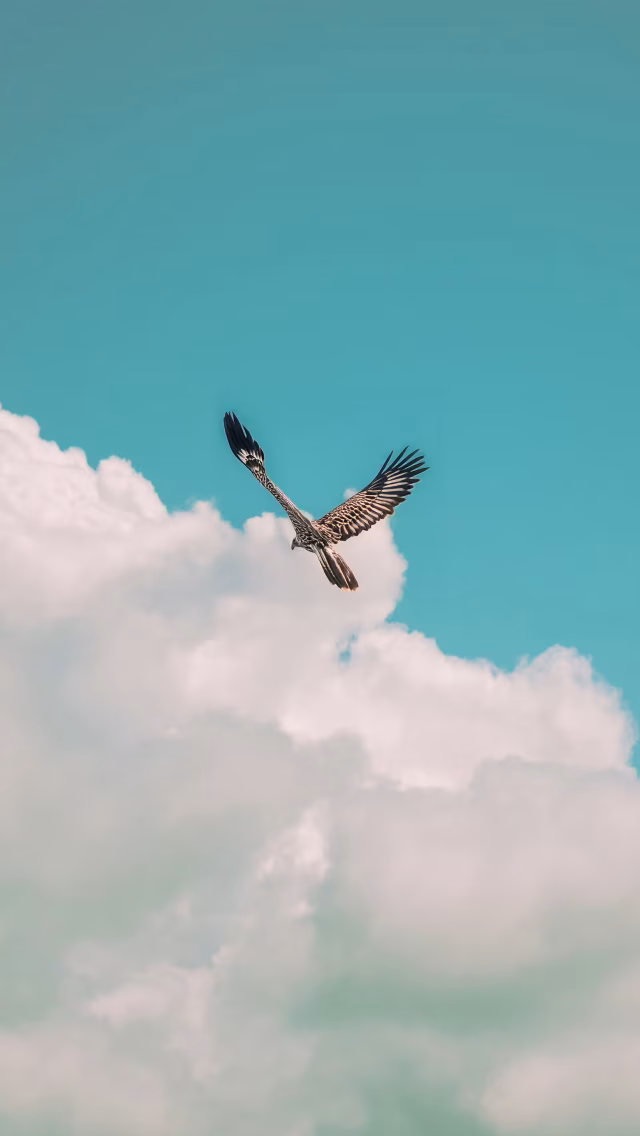 Ein Adler im Himmel